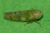 Liguropia juniperi